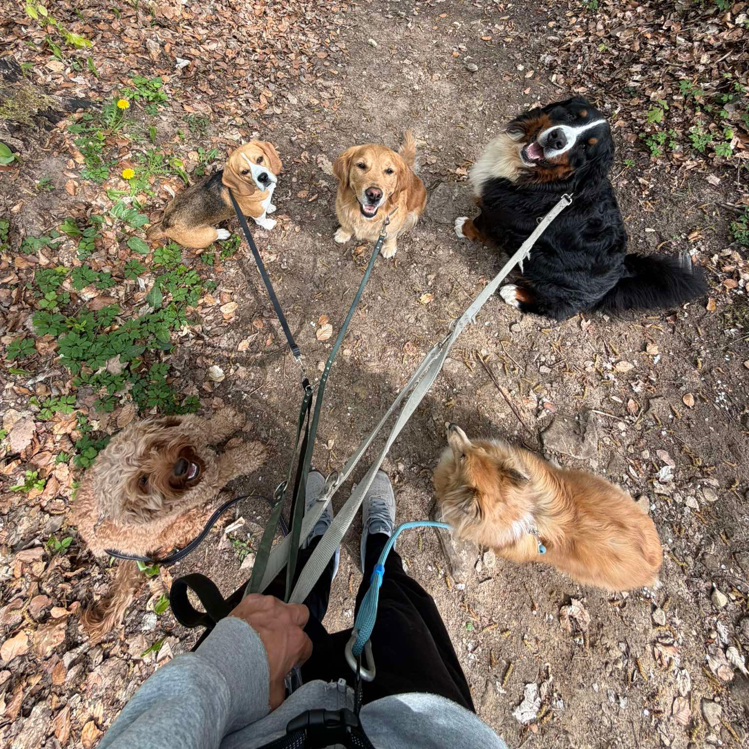 Chiens jouant ensemble